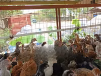 Chickens — picha 6