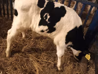Toro, Russian Black pied cattle — foto 4