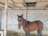 Hengst, Kyrgyz Horse — Foto 4