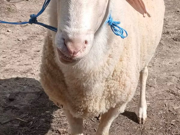 Dume la kondoo, Assaf sheep
