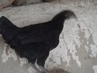 आयम सेमानी — फ़ोटो 1