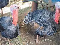 Turkeys — picha 1