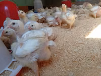 Chickens — picha 1