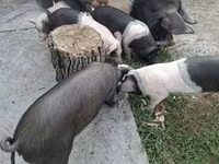 Säue, Schweine — Foto 4