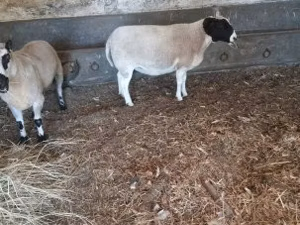 Carnero, Dorper sheep