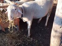Carnero, Lacaune sheep — foto 2