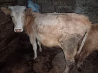 母牛, Red-spotted breed — 照片 1