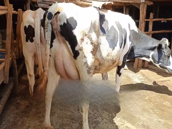 Cow, Holstein breed