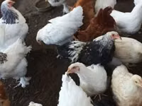 Chickens — Foto 2