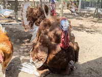 बोर्बन रेड — फ़ोटो 8