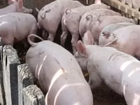 Säue, Schweine — Foto 5
