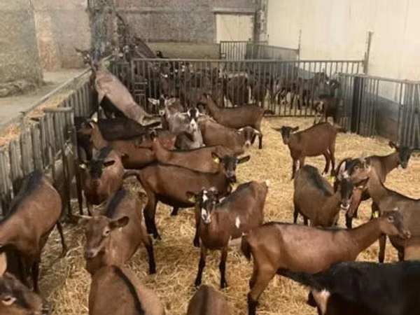 Mbuzi jike, Alpine goat