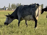 गाय, मवेशी — फ़ोटो 1