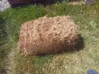 Boma Rhodes Hay for Sale — photo 4