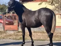 Hengst, Lipizzaner — Foto 3