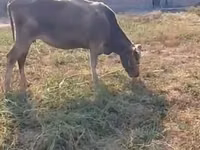 Ng'ombe jike, Latvian Blue cattle — picha 1