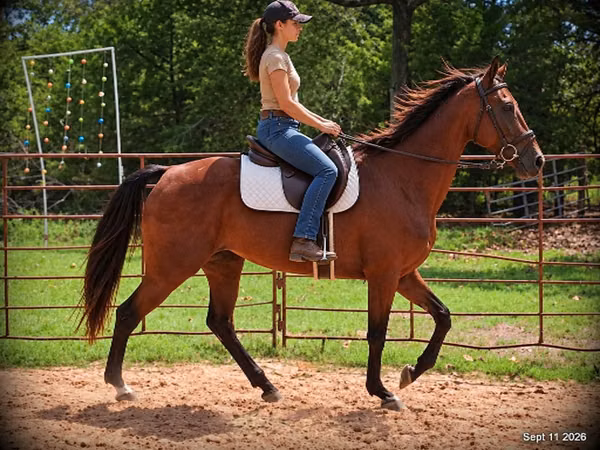 Farasi jike, Standardbred
