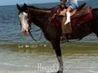 Farasi jike, American paint horse — picha 6
