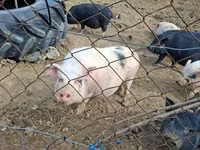 Sow — photo 2