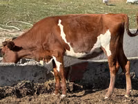 Cow, Cattle — photo 2
