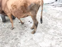 गाय, मवेशी — फ़ोटो 8
