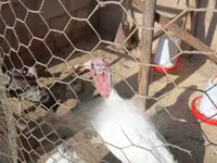 Turkeys — picha 4