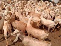 Cabras (lote, sexo no especificado), Somali goats — foto 3