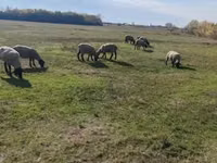 मेढ़ा, White Suffolk sheep — फ़ोटो 5