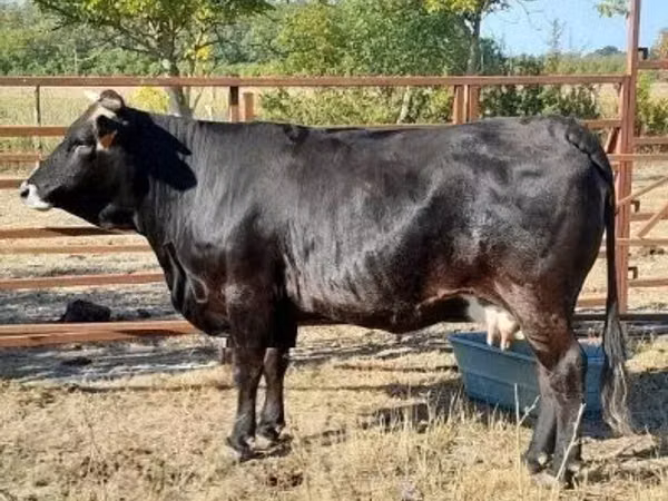 Cow, Brown Carpathian breed
