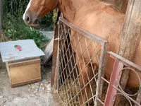 Horse (M), Russian Don — photo 1