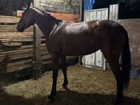 Farasi jike, French Trotter — picha 2