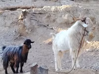 बकरी, Irish goat — फ़ोटो 2