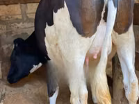 Vaca, Raza Holstein — foto 3