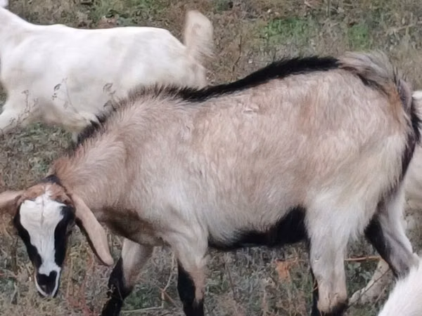 Cabra, Cabras