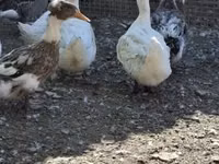 Ducks — 照片 2