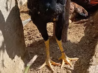 Chickens — picha 2