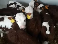 牛只（批次，未指定性别）, Cattle — 照片 2