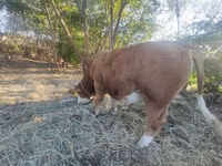 Toro, Raza gris húngara — foto 2