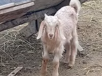 Cabro, Damask goat — foto 1