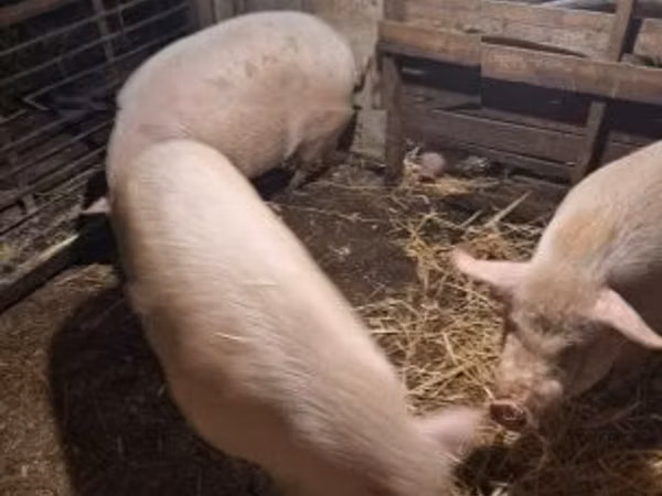 Pigs (batch, sex not specified), 