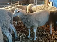 Widder, Romanov sheep — Foto 4