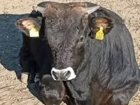 Bull, Brown Carpathian breed — photo 5