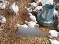 शामो चिकन्स — फ़ोटो 2