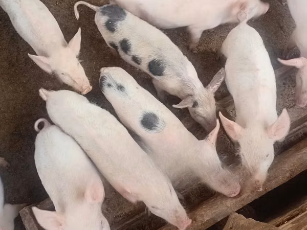 सूअर (लॉट, लिंग निर्दिष्ट नहीं), सूअर