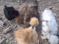 Danish hen — picha 3
