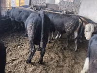ثور, كاراكول — الصورة 8
