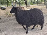 Oveja, Racka sheep — foto 2