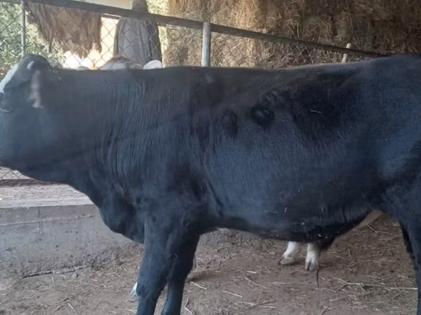 Ng'ombe jike, Latvian Blue cattle