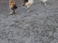 Japanese Bantam — picha 5