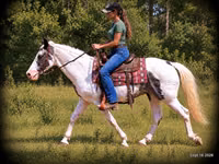 Farasi dume, National Show Horse — picha 4